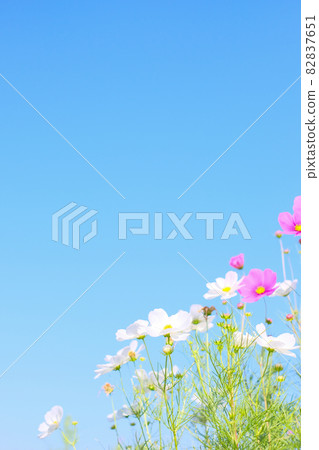 Blue sky and cosmos Blue sky and cosmos 82837651