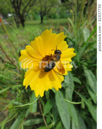 A bee perched on a yellow flower 82837730