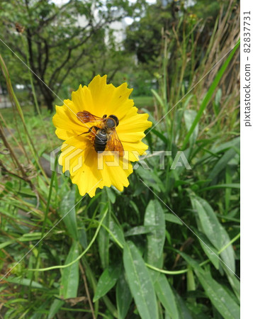 Bee perched on a yellow flower 82837731