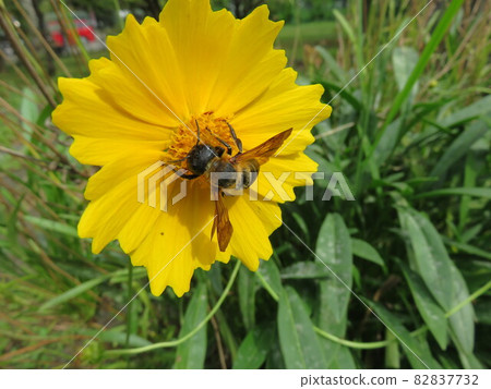 A bee perched on a yellow flower 82837732
