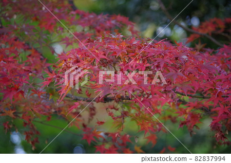 綠色的背影，前景中的彩色楓樹 82837994