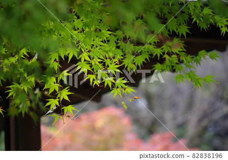 背景中有屋簷的楓樹很漂亮。 82838196