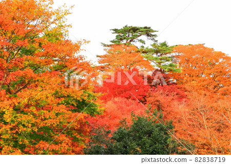 馬祖公園秋葉西歸 82838719