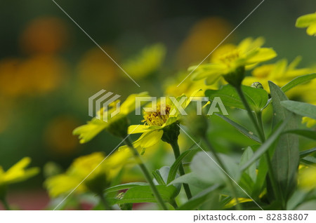 黃色的百日草花在公園裡盛開。 82838807