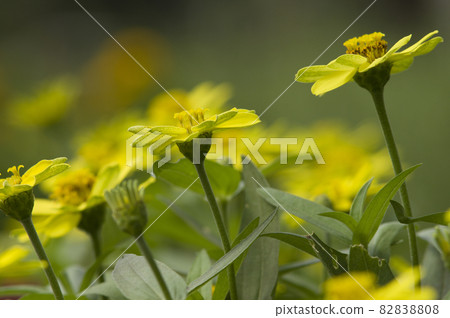 黃色的百日草花在公園裡盛開。 黃色的百日草花在公園裡盛開。 82838808