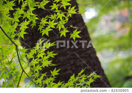 我拍了一張楓樹的照片,背景是樹幹。 我拍了一張楓樹的照片,背景是樹幹。 82838905