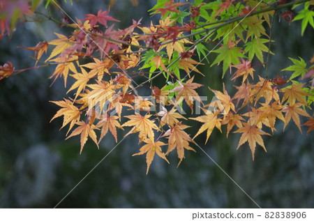 I took a picture of a maple with a tree trunk in the background. I took a picture of a maple with a tree trunk in the background. 82838906
