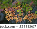 I took a picture of a maple with a tree trunk in the background. 82838907
