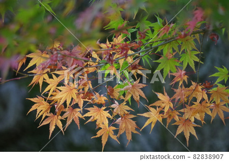 I took a picture of a maple with a tree trunk in the background. 82838907