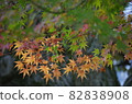 I took a picture of a maple with a tree trunk in the background. 82838908