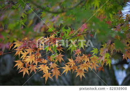 I took a picture of a maple with a tree trunk in the background. I took a picture of a maple with a tree trunk in the background. 82838908