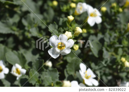 Ornamental bacopa Ornamental bacopa 82839022