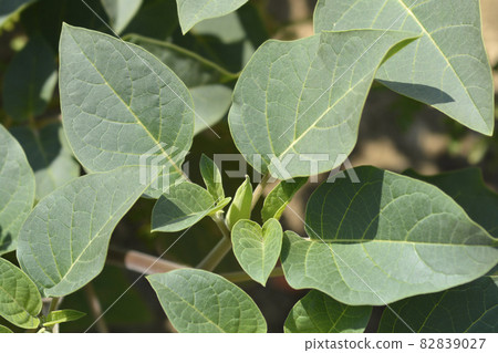 Downy thorn apple Inka 82839027