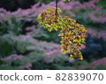 Hanging autumn leaves of maple 82839070