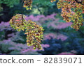 Hanging autumn leaves of maple 82839071
