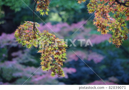 Hanging autumn leaves of maple Hanging autumn leaves of maple 82839071
