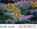 Hanging autumn leaves of maple 82839072