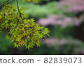Hanging autumn leaves of maple 82839073
