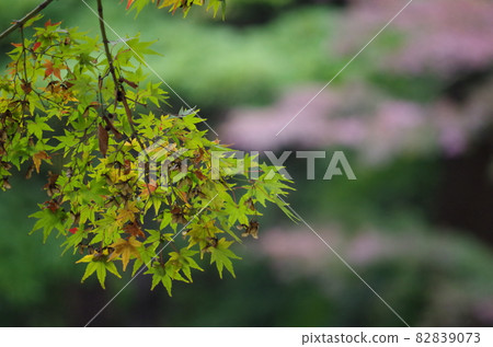 Hanging autumn leaves of maple Hanging autumn leaves of maple 82839073