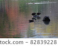 There are three birds in the pond where the autumnal trees are reflected. 82839228