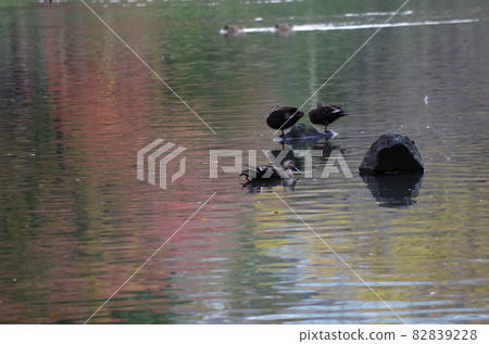 There are three birds in the pond where the autumnal trees are reflected. There are three birds in the pond where the autumnal trees are reflected. 82839228