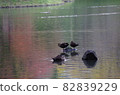 There are three birds in the pond where the autumnal trees are reflected. 82839229