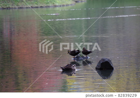 There are three birds in the pond where the autumnal trees are reflected. There are three birds in the pond where the autumnal trees are reflected. 82839229