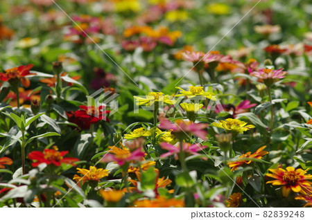 公園裡盛開著五顏六色的鮮花。這朵花的名字是百日草。 82839248