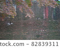Birds in the pond under the autumnal maples 82839311