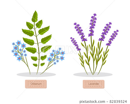 Olibanum and Lavender Set Vector Illustration 82839324