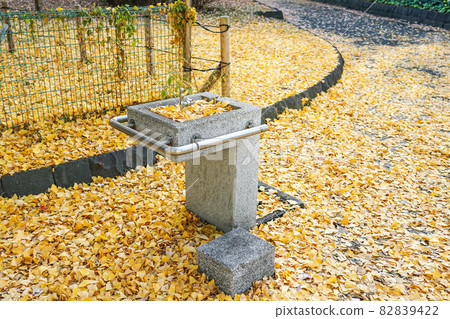 被染成黃色的銀杏包圍的芝公園的飲水機(東京都港區芝公園) 被染成黃色的銀杏包圍的芝公園的飲水機(東京都港區芝公園) 82839422