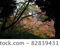 You can see colorful maples behind the shade of the trees. 82839431