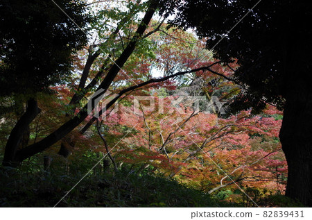 You can see colorful maples behind the shade of the trees. You can see colorful maples behind the shade of the trees. 82839431