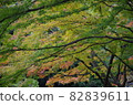 The maples that have turned red and the maples that have not turned red are beautifully overlapped. 82839611