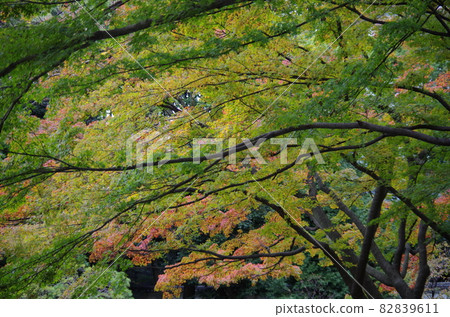 The maples that have turned red and the maples that have not turned red are beautifully overlapped. The maples that have turned red and the maples that have not turned red are beautifully overlapped. 82839611