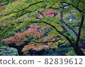 The maples that have turned red and the maples that have not turned red are beautifully overlapped. 82839612