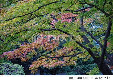 The maples that have turned red and the maples that have not turned red are beautifully overlapped. The maples that have turned red and the maples that have not turned red are beautifully overlapped. 82839612