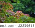 The maples that have turned red and the maples that have not turned red are beautifully overlapped. 82839613
