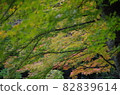 The maples that have turned red and the maples that have not turned red are beautifully overlapped. 82839614