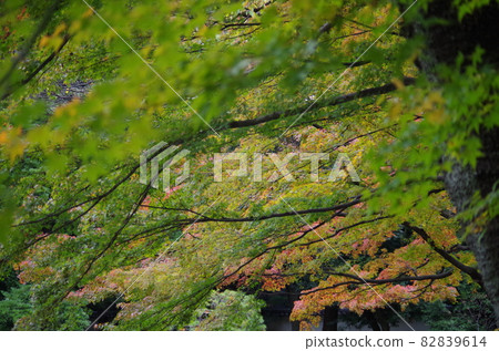 The maples that have turned red and the maples that have not turned red are beautifully overlapped. The maples that have turned red and the maples that have not turned red are beautifully overlapped. 82839614