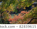 The maples that have turned red and the maples that have not turned red are beautifully overlapped. 82839615