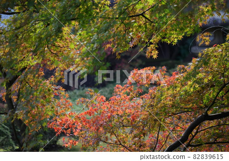 The maples that have turned red and the maples that have not turned red are beautifully overlapped. The maples that have turned red and the maples that have not turned red are beautifully overlapped. 82839615