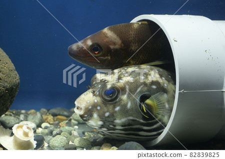 White-spotted puffer fish, puffer fish, lethrinidae fish White-spotted puffer fish, puffer fish, lethrinidae fish 82839825