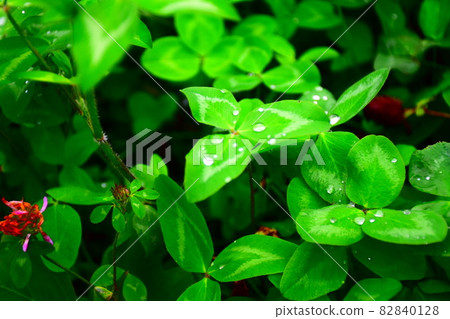 三葉天然綠 82840128