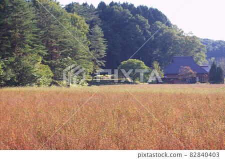 Red soba Red soba 82840403