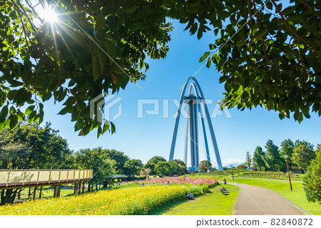 138 Tower Park 盛開的大波斯菊<愛知縣一宮市> 82840872