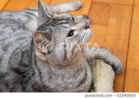 The staring cat, the Sabatra cat The staring cat, the Sabatra cat 82840958