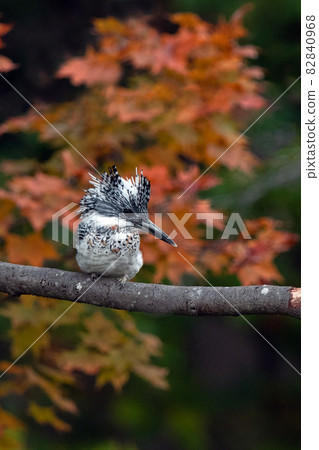 鳳頭翠鳥依偎在樹枝上 鳳頭翠鳥依偎在樹枝上 82840968