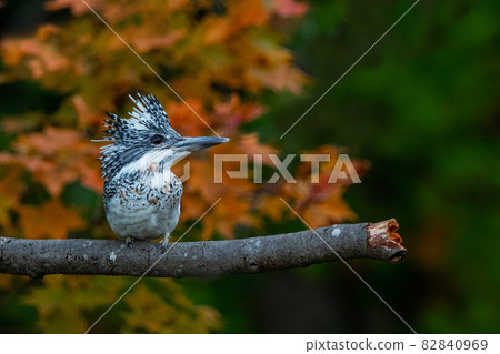 鳳頭翠鳥依偎在樹枝上 鳳頭翠鳥依偎在樹枝上 82840969