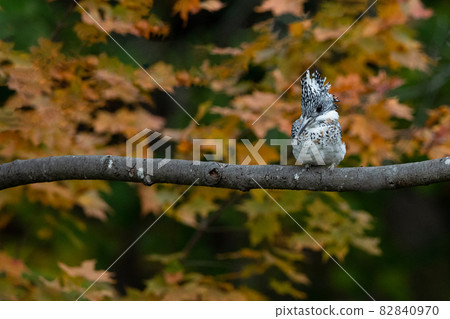 鳳頭翠鳥依偎在樹枝上 鳳頭翠鳥依偎在樹枝上 82840970
